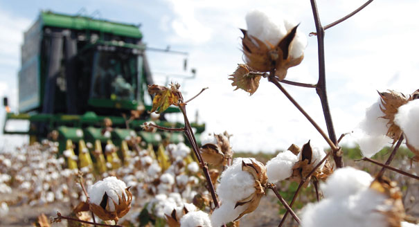 110920Agriculture-Cotton-Harvest-AP_605.jpg