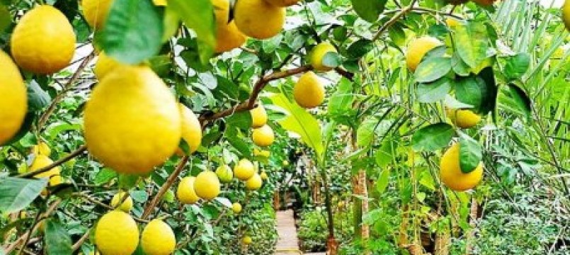 Сарыағаштық бағбан лимон өсіріп, табыс тауып отыр